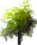 Sunburst Honey Locust